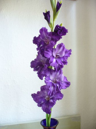 Abraxas II 486 M , Rýpar12